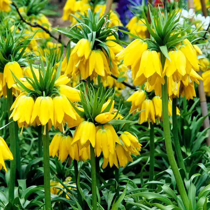 Bulbi de Fritillaria "Lutea", 1 Bucata
