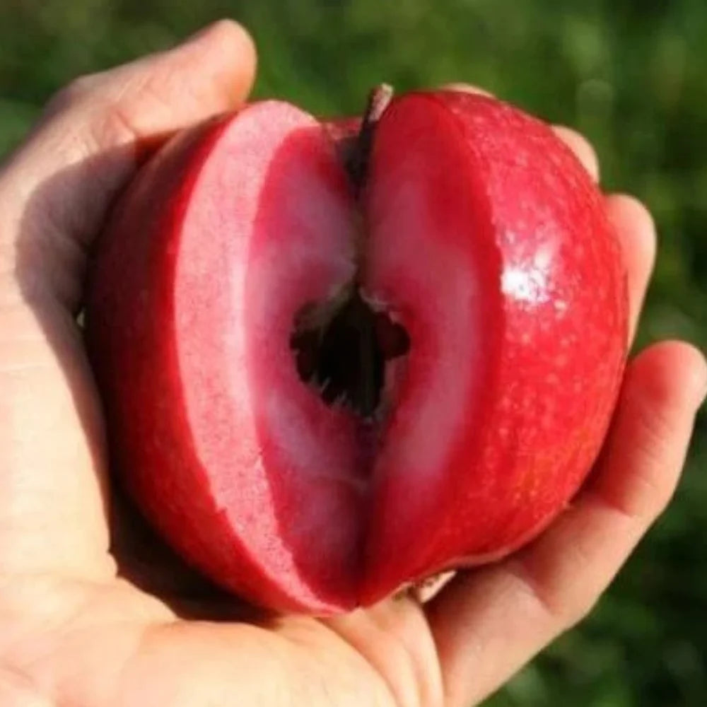 Pachet Mixt 2 Meri, Păr, Prun, Gutui, 5 Bucăți