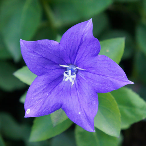 Floarea Balon ''Platycodon Mariesii''