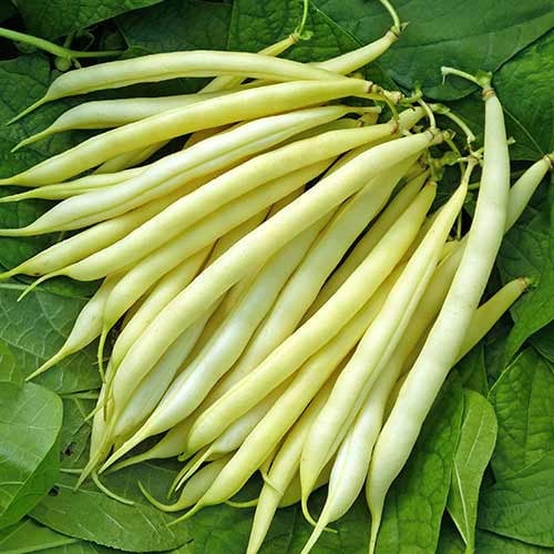 Seminte de Fasole Oloaga Maxidor , 500 gr