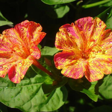 mirabilis portocaliu