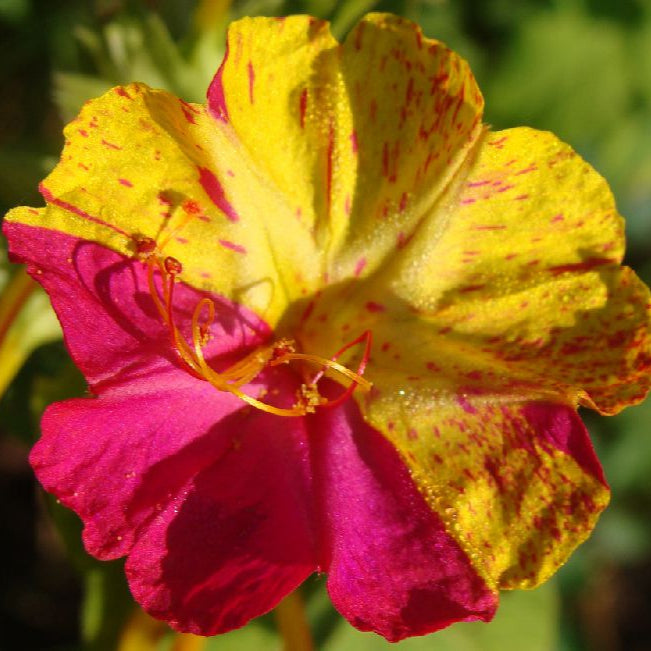 mirabilis roz satirat