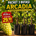 Pachet 3 Butași Viță de Vie Arcadia Premium