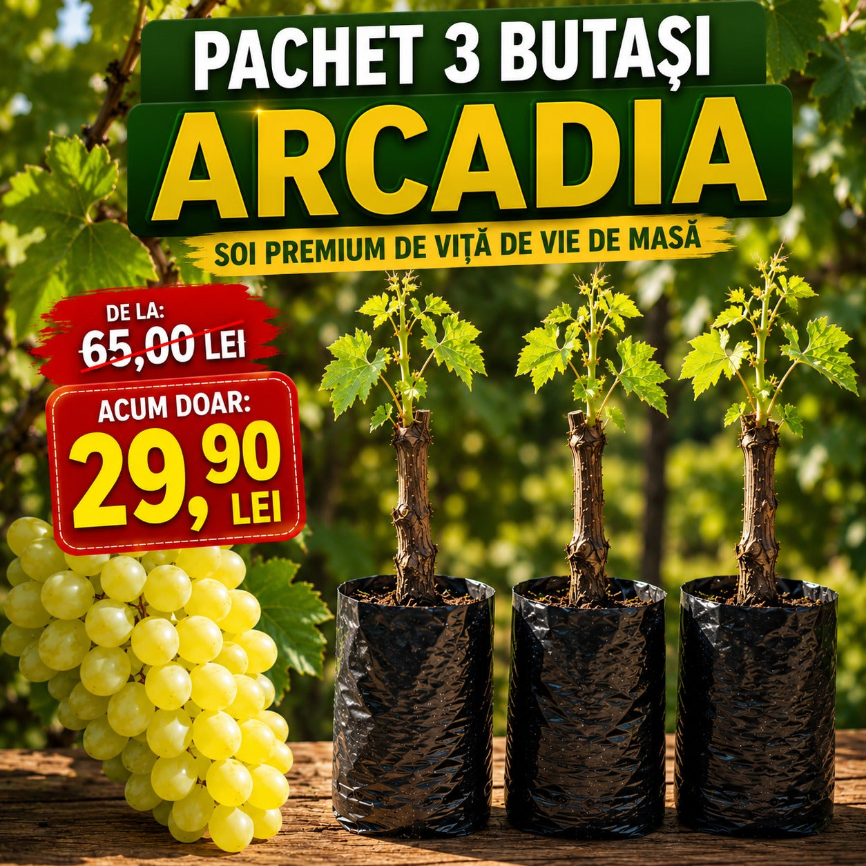 Pachet 3 Butași Viță de Vie Arcadia Premium
