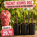 Pachet 3 Butași Viță de Vie Kismis Roz Fără Sâmburi