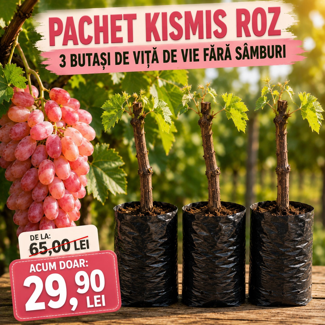 Pachet 3 Butași Viță de Vie Kismis Roz Fără Sâmburi