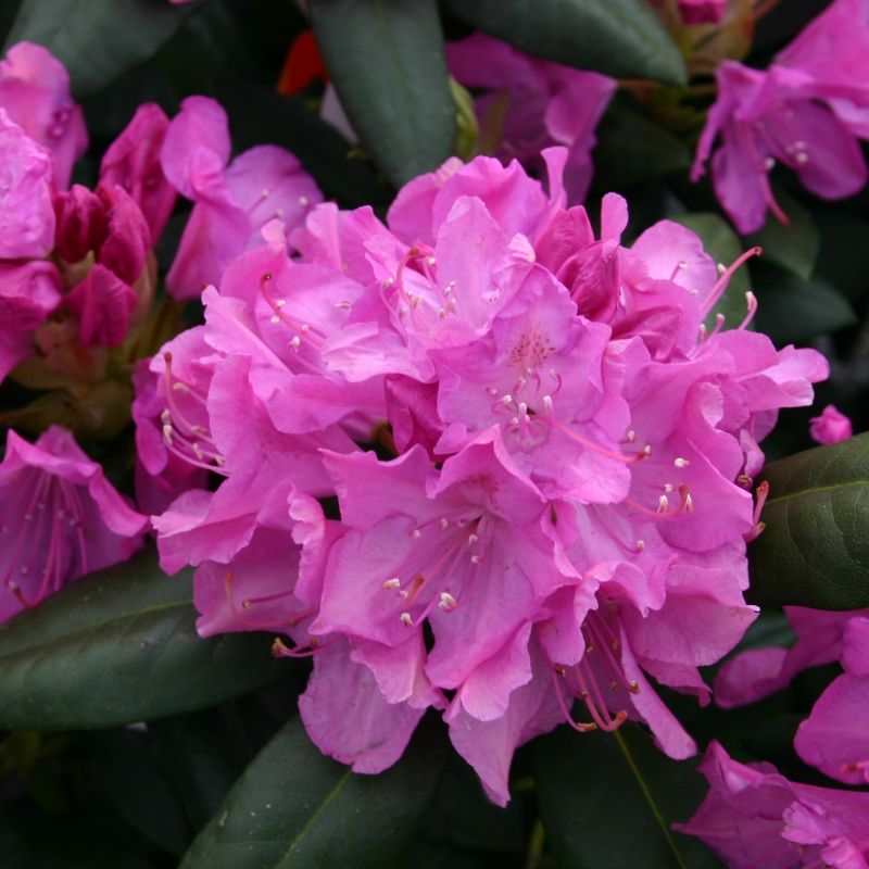 Azalea indica Mme Petrick, la ghiveci
