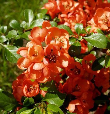 Gutui Japonez ''Orange Trail'', la ghiveci P9