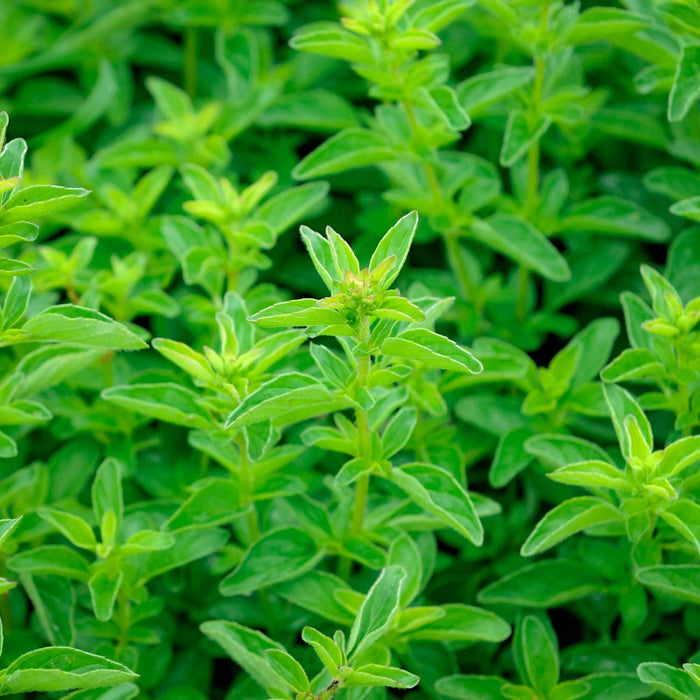 Oregano