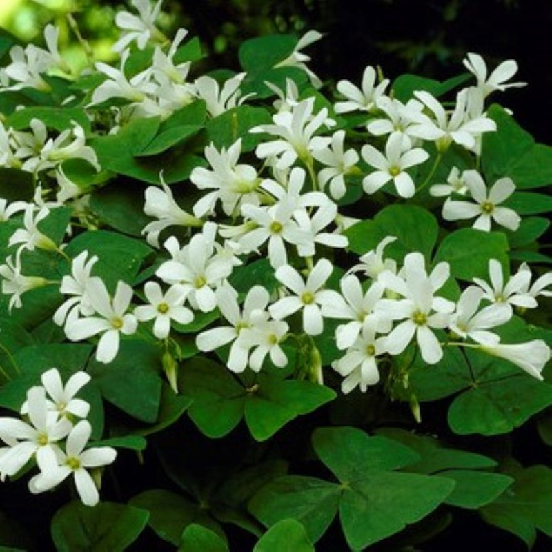 Oxalis regnellii papilionacea с белыми цветками и зелёными трёхлепестковыми листьями