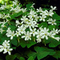 Oxalis regnellii papilionacea с белыми цветками и зелёными трёхлепестковыми листьями