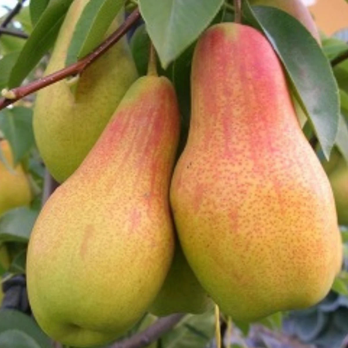 Pachet Mixt 1 Păr 10 Bucăți