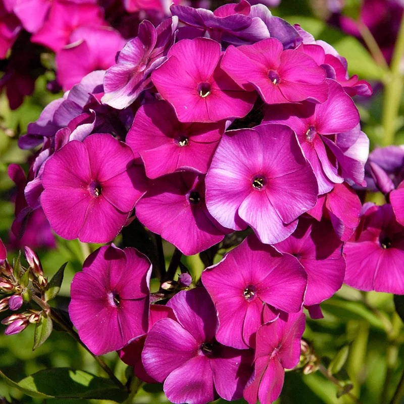Флокс метельчатый Purplе Nicky с ярко-фиолетовыми цветками в саду, крупный план
