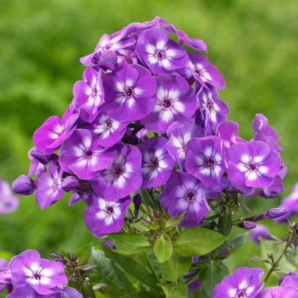 phlox_paniculata_laura_d5b4 - Pepiniera României