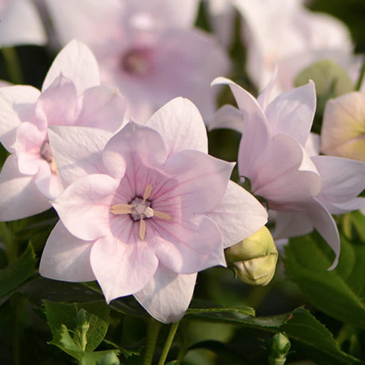 Floarea Balon ''Platycodon Shell Pink''