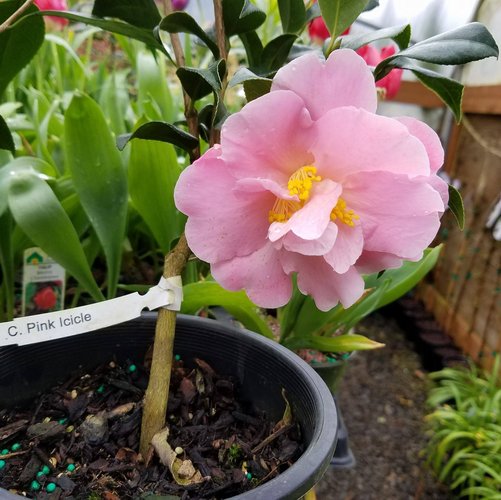 Camellia ''Pink Icicle''