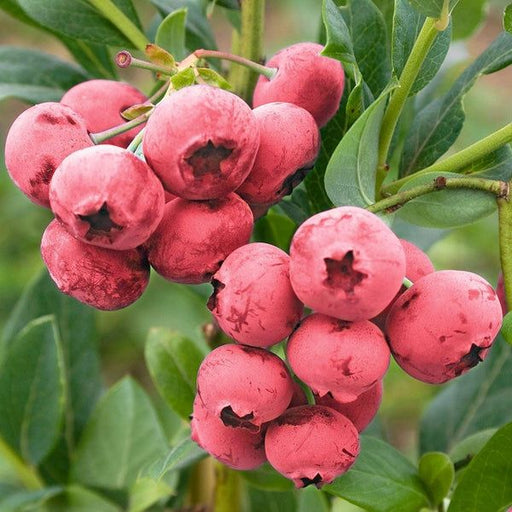 Afin pe rod "Pink Lemonade"