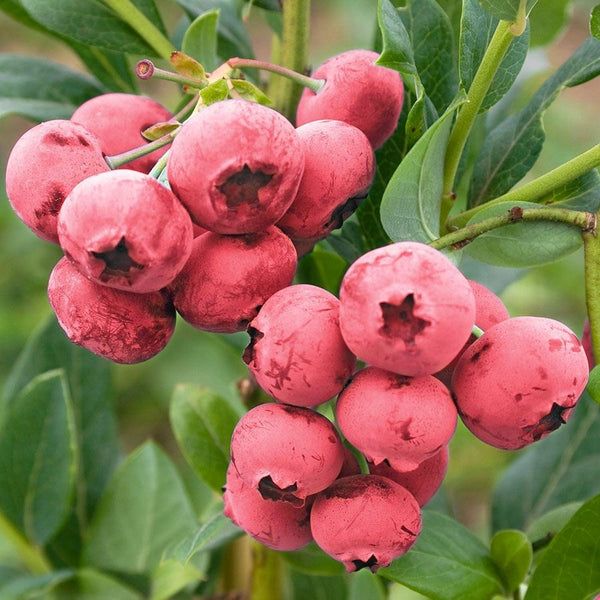Розовые ягоды голубики сорта Pink Lemonade на кусте среди зелёных листьев