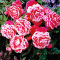 Бегония клубневая Bicolor Camellia розовая с пышными розово-белыми цветами на зелёных листьях