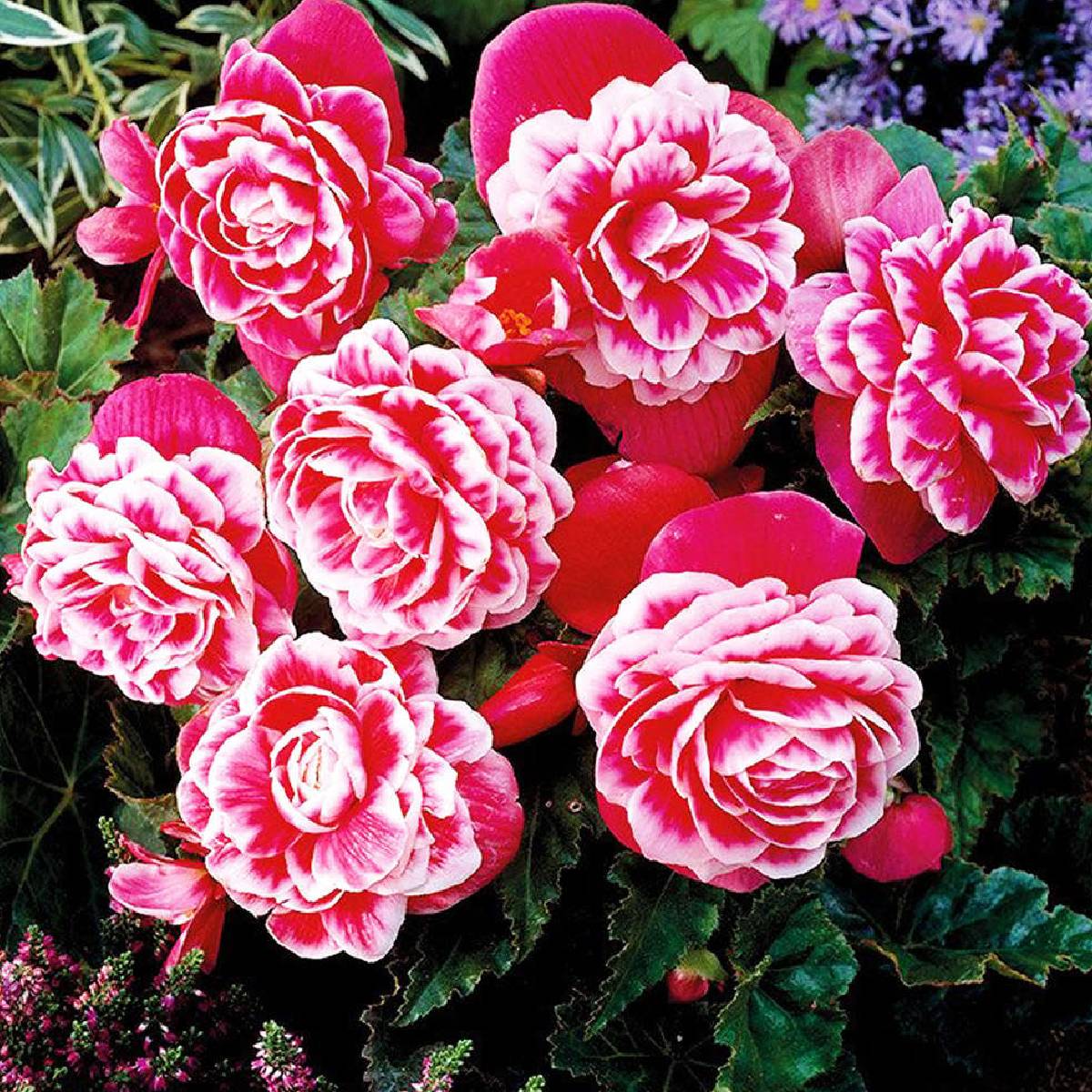 Бегония клубневая Bicolor Camellia розовая с пышными розово-белыми цветами на зелёных листьях