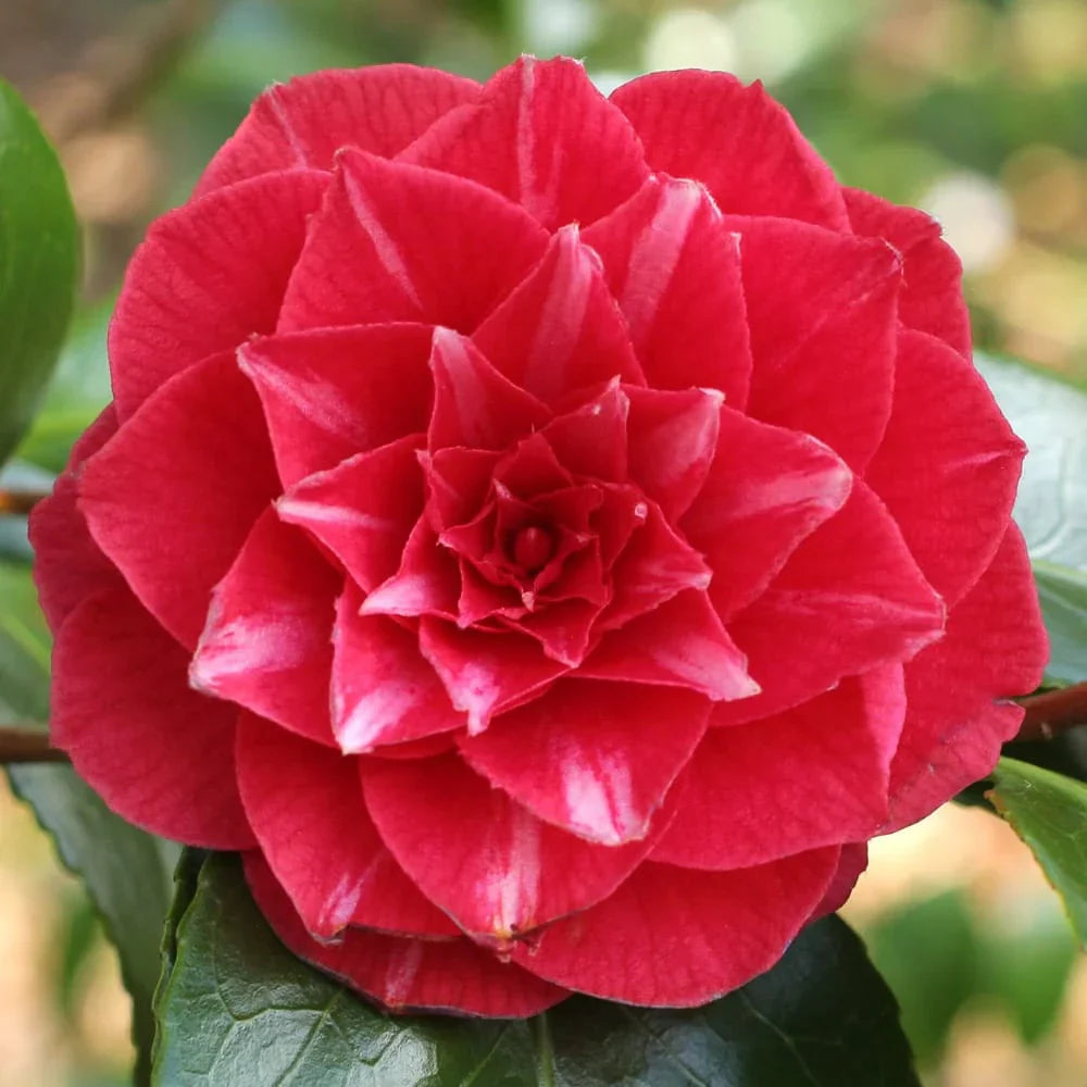 Camellia ''Principessa Baciocchi''