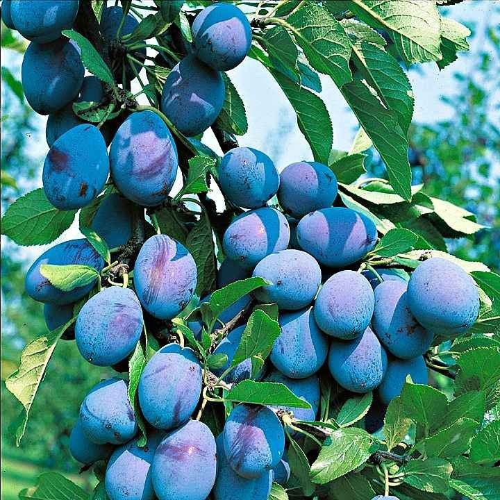 prun columnar timpuriu