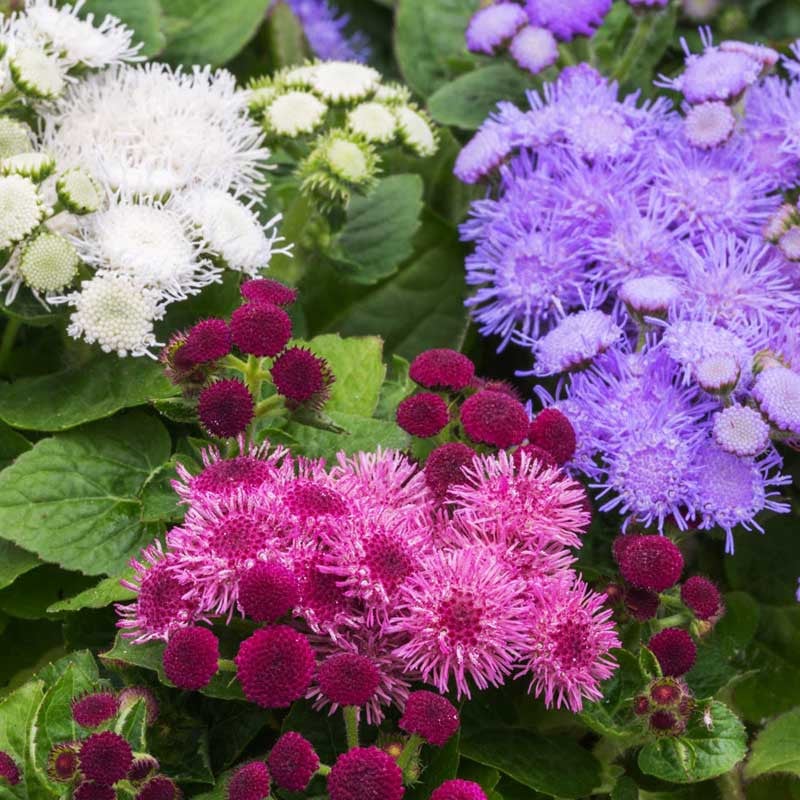 Ageratum mexicanum микс: цветы сиреневого, розового и белого цвета среди зелёных листьев