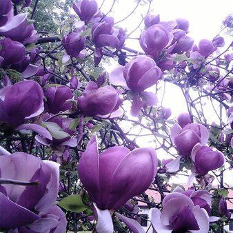 Magnolia "Purple Lucy", la ghiveci de 2L