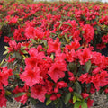 Azalea indica Red Wing, la ghiveci