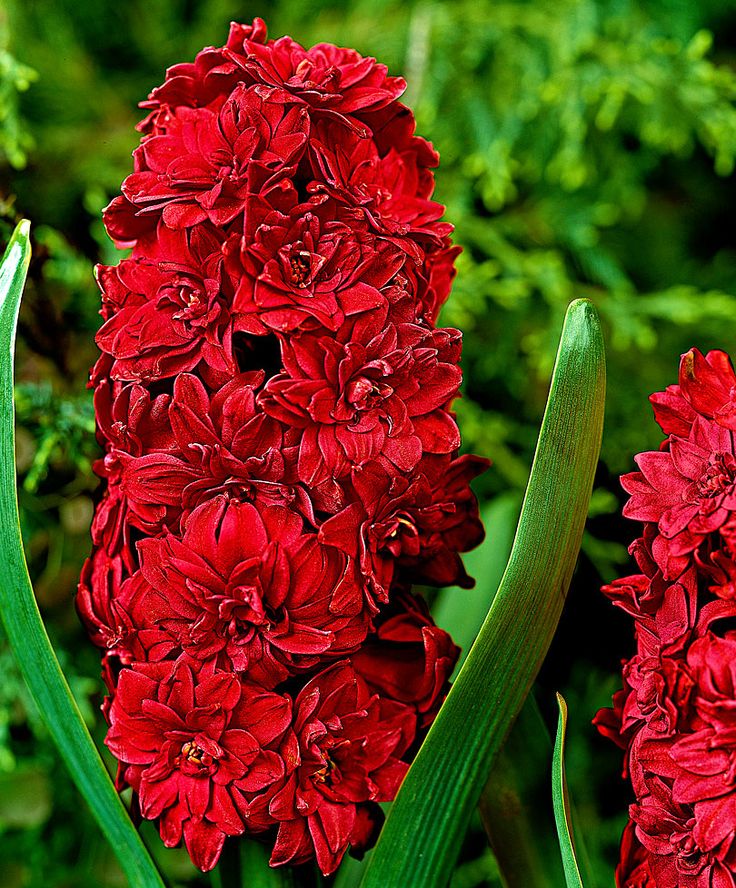 Bulbi de Zambile "Red" , 2 bucați