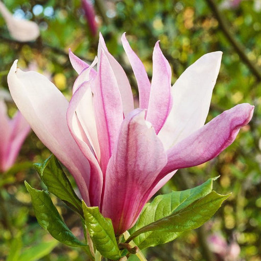Magnolia "Ricki", la ghiveci de 2L