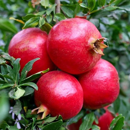 Pachet Mixt 2 Gutui, 2 Rodii, Moșmon, 5 Bucăți