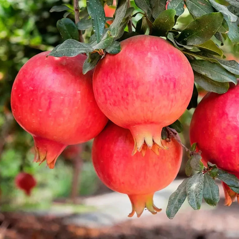 Pachet Mixt 2 Rodii, 2 Smochini, Kiwi, 5 Bucăți