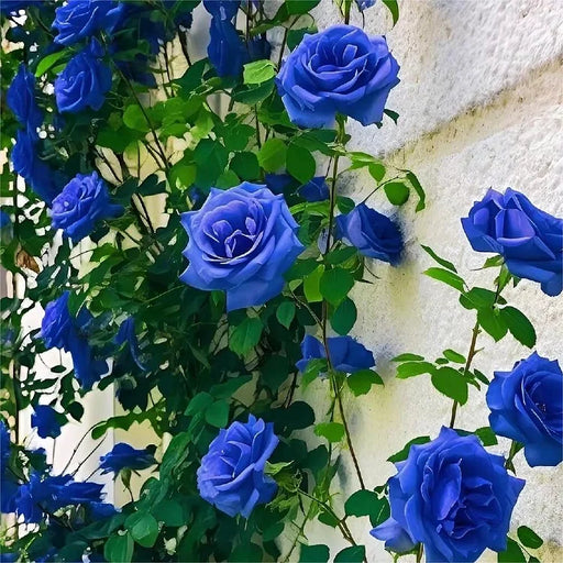 Trandafir Urcator "Royal Azure", la ghiveci