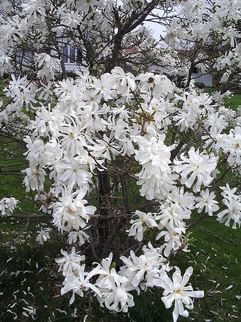 Magnolia "Stellata", la ghiveci de 2L