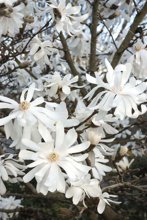 Magnolia "Stellata", la ghiveci de 2L