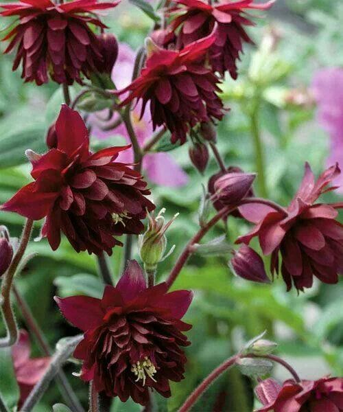 Bulbi de Căldărușe Aquilegia Ruby , 1 bucată