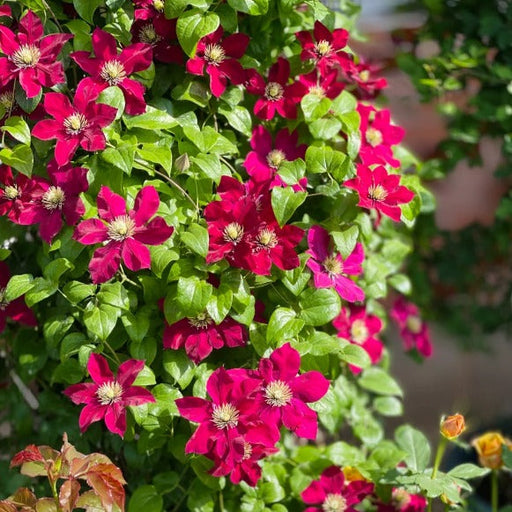 Clemantis "Ruby Cascade" la ghiveci, 1 bucata, 120 cm