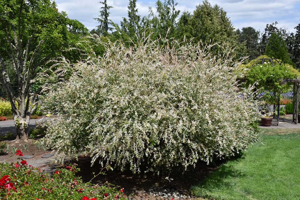 Salix Integra Hakuro-Nishiki , tufa