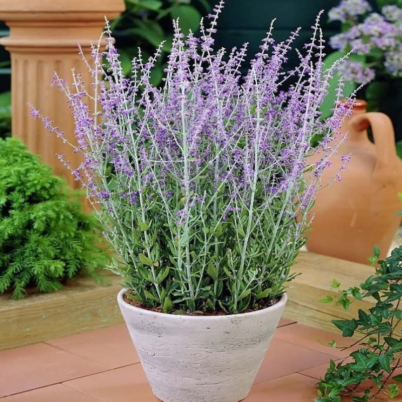 Salvie Rusească , la Ghiveci "Blue Steel"