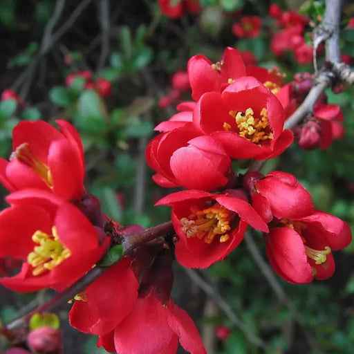 Gutui Japonez ''Sargentii'', la ghiveci P9
