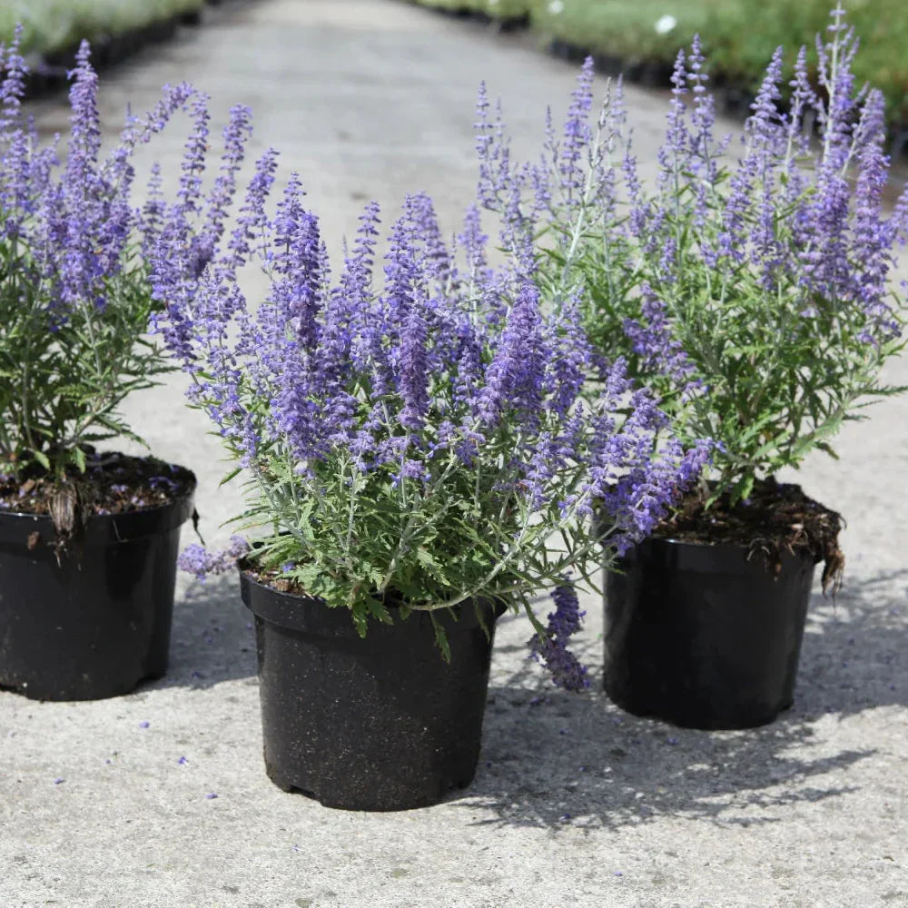 Salvie Rusească , la Ghiveci "Blue Steel"