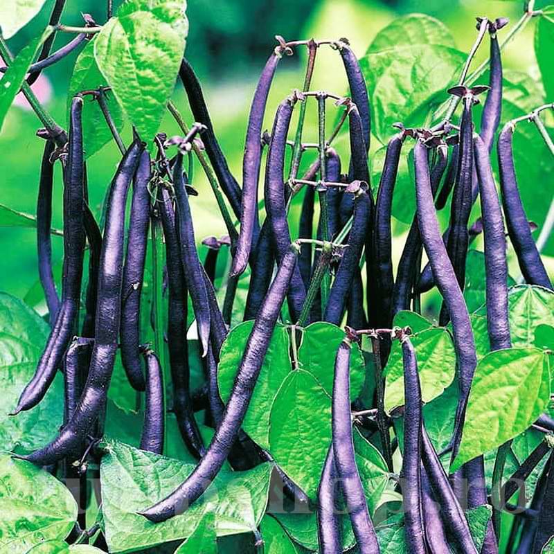 Фиолетовые стручки фасоли Purple Queen на кусте среди зелёных листьев, сад