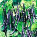 Фиолетовые стручки фасоли Purple Queen на кусте среди зелёных листьев, сад