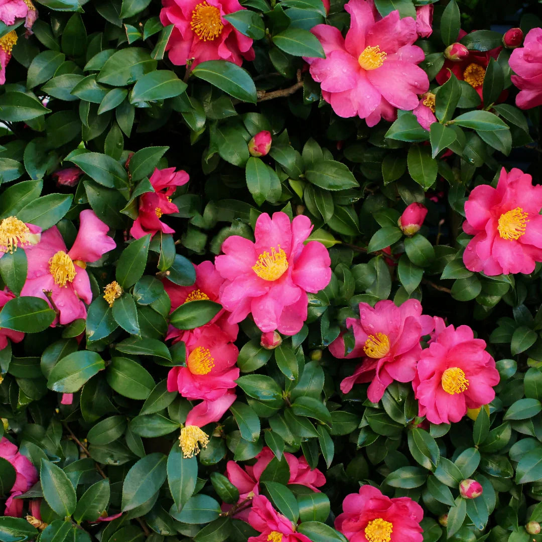 Camellia ''Shi Gashira''