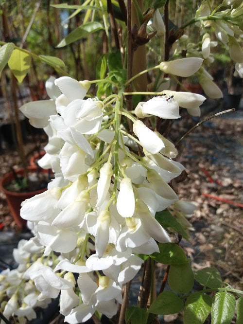 Glicina Wisteria ''Shiro-Kapitan''80-100 cm