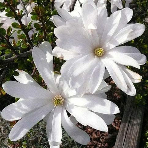 Magnolia "Stellata", la ghiveci de 2L