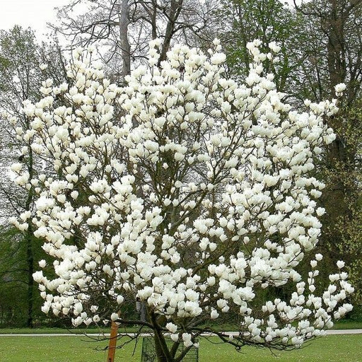 Magnolia "Stellata", la ghiveci de 2L