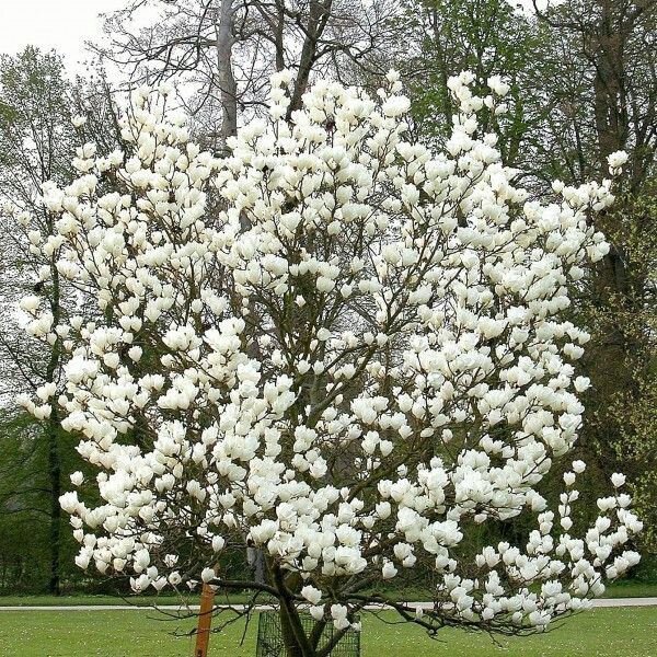 Magnolia "Stellata", la ghiveci de 2L
