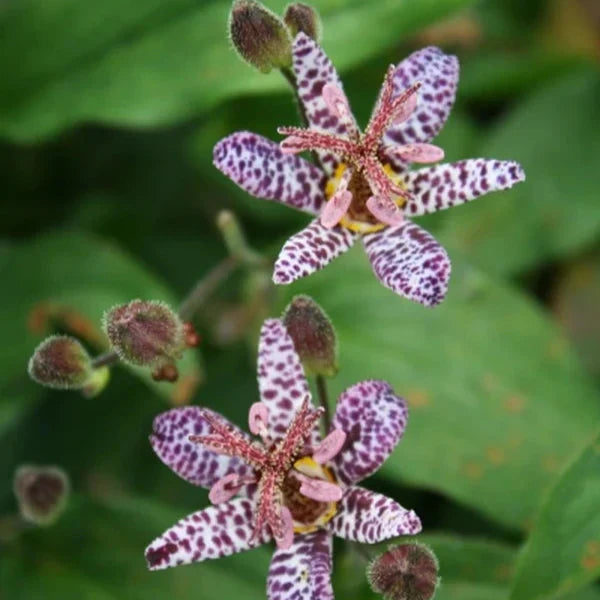 Два фиолетовых пятнистых цветка Tricyrtis stolonifera на фоне зелёных листьев